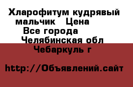 Хларофитум кудрявый мальчик › Цена ­ 30 - Все города  »    . Челябинская обл.,Чебаркуль г.